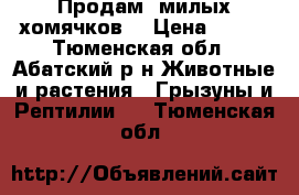 Продам  милых хомячков! › Цена ­ 100 - Тюменская обл., Абатский р-н Животные и растения » Грызуны и Рептилии   . Тюменская обл.